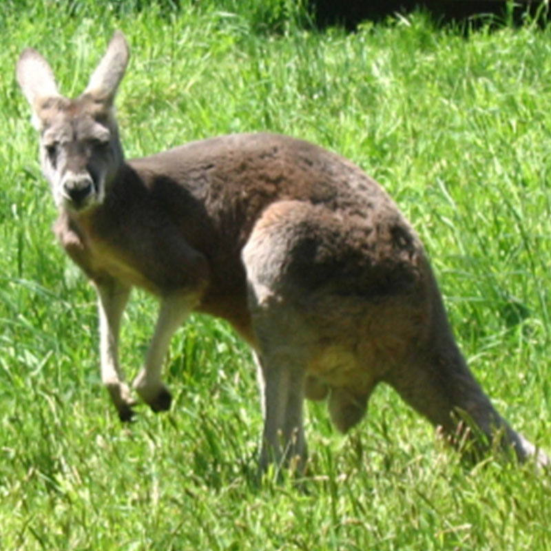 kangaroos in australia. Long Island Kangaroos