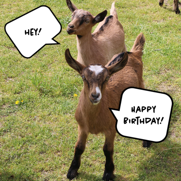 birthday goats